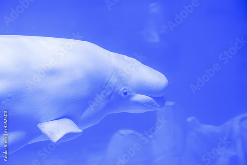 Beluga Whale Gliding Gracefully Underwater