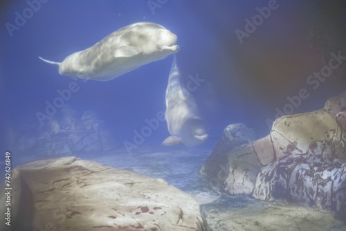 Fototapeta Naklejka Na Ścianę i Meble -  Beluga Whale Gliding Gracefully Underwater