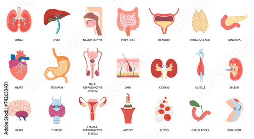 Human internal organs icons set. Lungs, kidneys, stomach, brain, heart, skin. Vector flat illustration