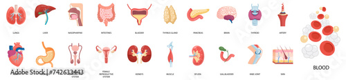 Human internal organs icons set. Lungs, kidneys, stomach, brain, heart, skin. Vector flat illustration
