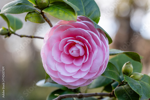 фотографія Camellia, Japonica Pearl Maxwell flower grown in a garden in Madrid