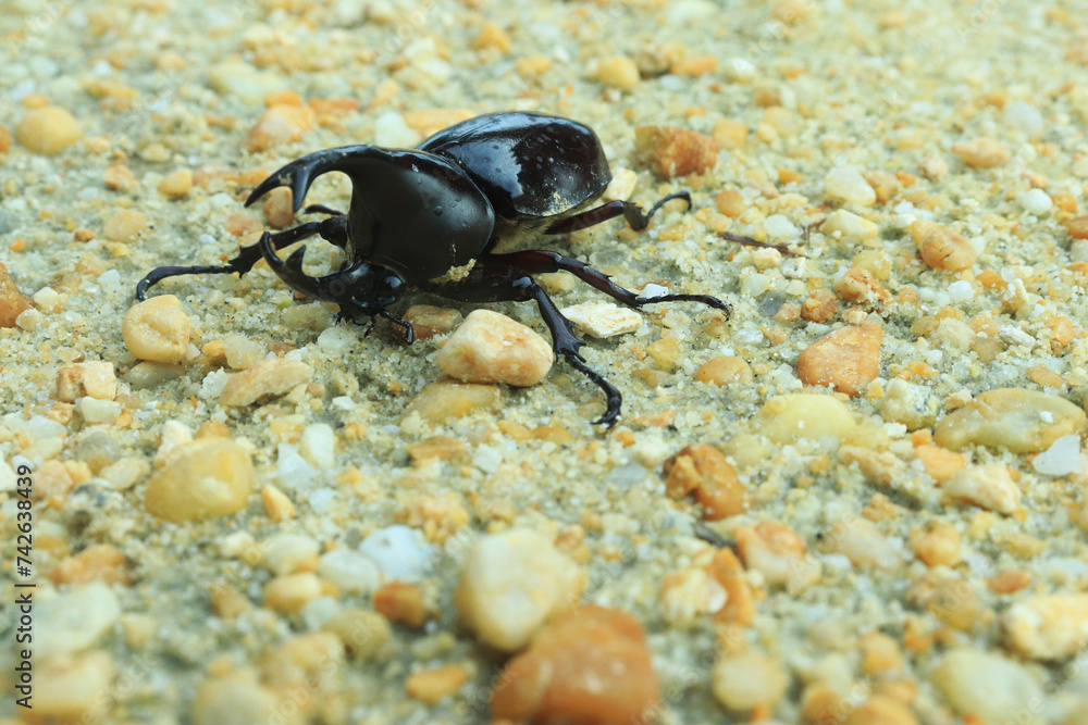 Close-up of insect horn beetle (Oryctes rhinoceros) on sand. indonesia Close-up of insect horn beetle (Oryctes rhinoceros) on sand. indonesia