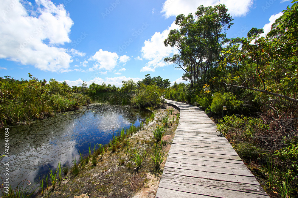 Boardwalk of the nature trail passing by a swamp in the Kingfisher Bay Resort on the west (continental) coast of Fraser Island in Queensland, Australia
