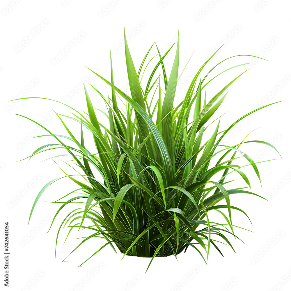 Grass on isolated background Grass on isolated background