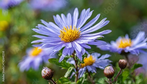 the fall flowering perennial wildflower symphyotrichum laeve or aster laevis smooth aster in bloom with blue flowers in a garden setting photo