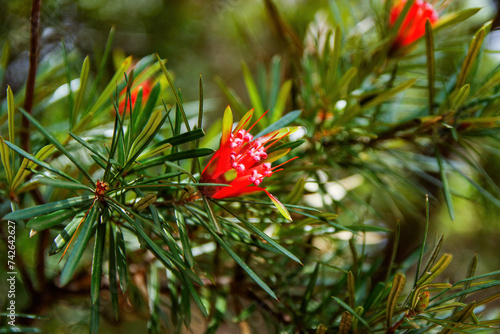 Εκτύπωση καμβά Lambertia formosa or mountain devil, a shrub endemic to New South Wales (Austral
