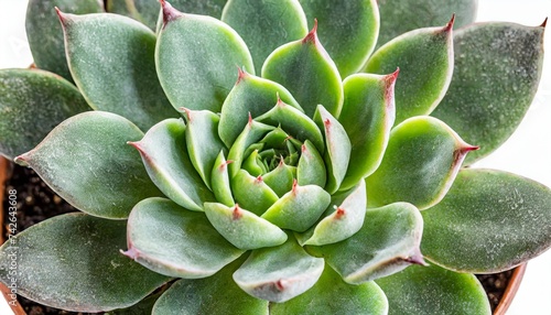 succulent plant png format