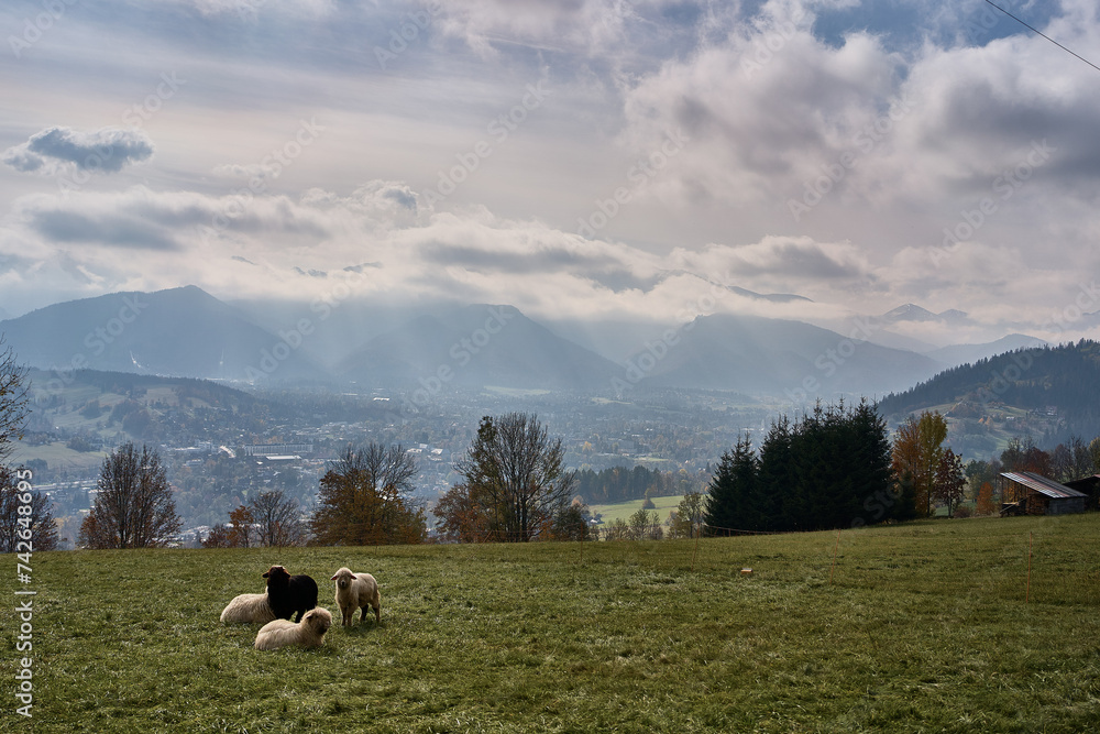 Sheep grazing in the valley against the backdrop of autumn mountains