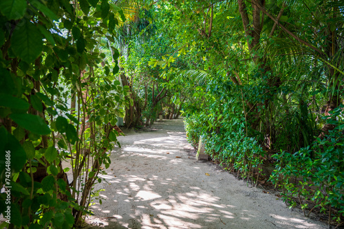Fototapeta Naklejka Na Ścianę i Meble -  Sandy path in a dense tropical green forest.