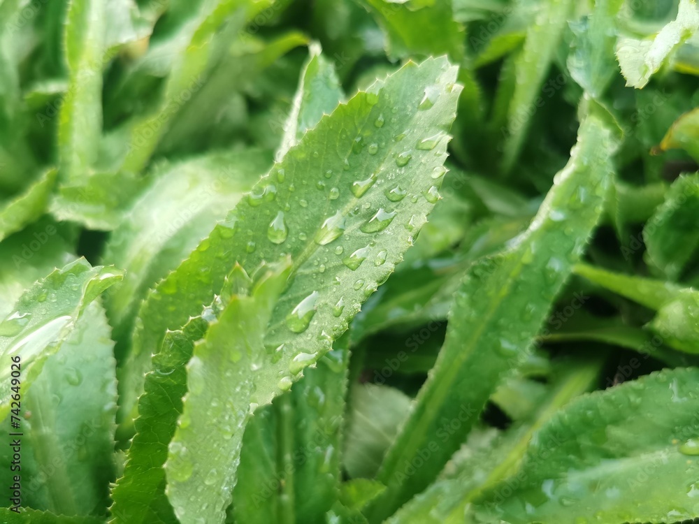 Culantro or Eryngium foetidum Leaves in the garden Culantro or Eryngium foetidum Leaves in the garden