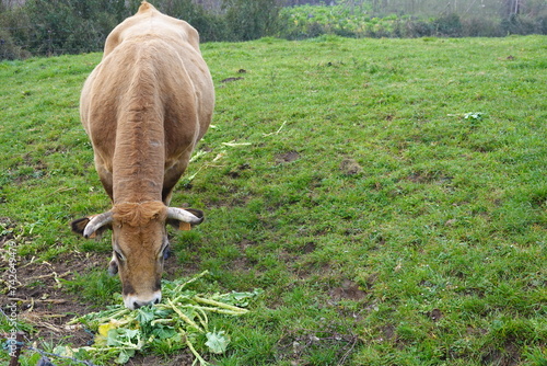 brown cow eating vegetable scraps in spanish meadow. asturian fields with cows. photo