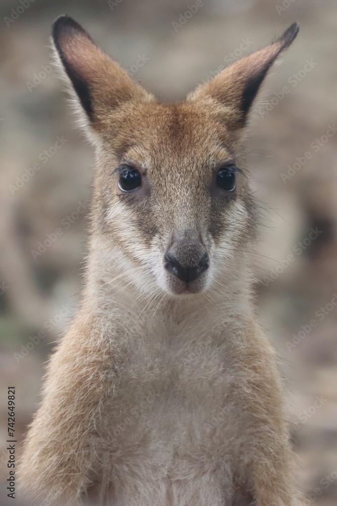 Port Douglas, Queensland, Australia