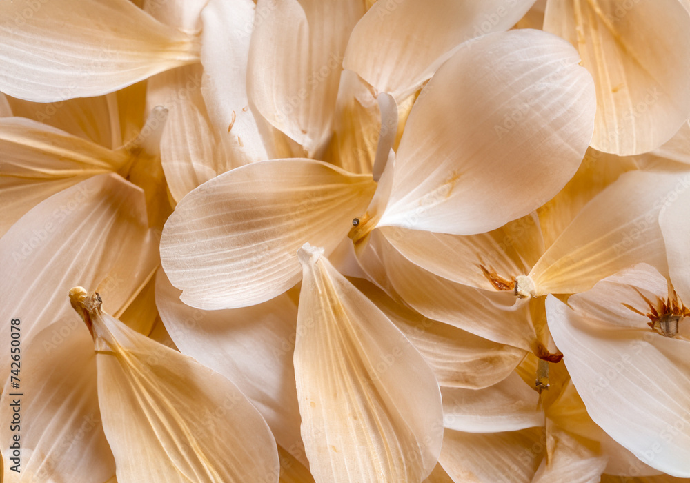 Nature pattern of dry petals Nature pattern of dry petals