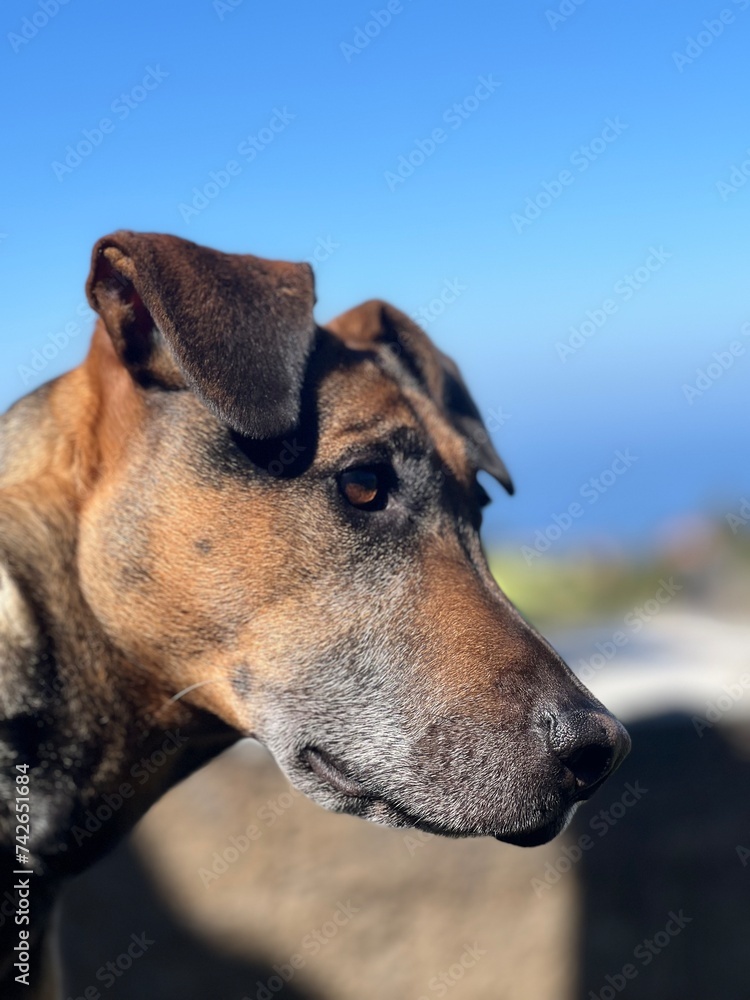 Perro en la naturaleza