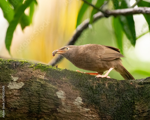 Jungle babbler feeding on larva while perched on a branch photo