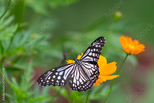 Lone Glassy tiger butterfly resting on an orange flower © MalcStock