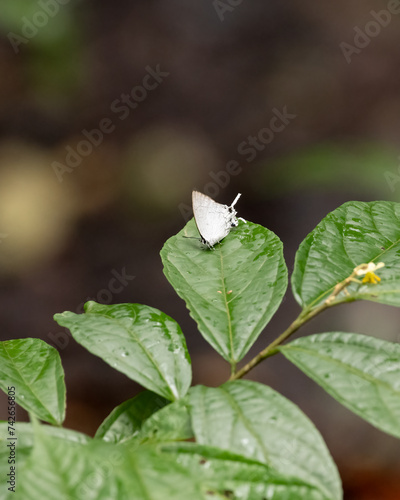 Common imperial butterfly resting on a leaf in the wild photo