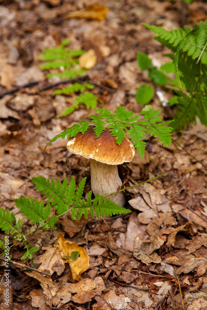 Boletus mushroom in the wild. Porcini mushroom grows on the forest floor at autumn season.. Boletus mushroom in the wild. Porcini mushroom grows on the forest floor at autumn season..