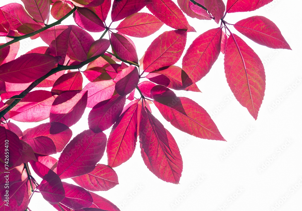 Pink, red, Viva Magenta leaves Pink, red, Viva Magenta leaves