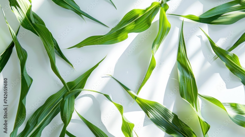 Fototapeta premium corn leaf background for graphics,Corn on white background 