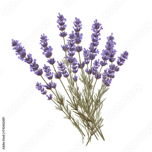 Dried lavender isolated on transparent background transparency 