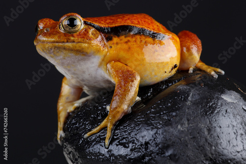 Portrait of a Madagascar Tomato Frog
