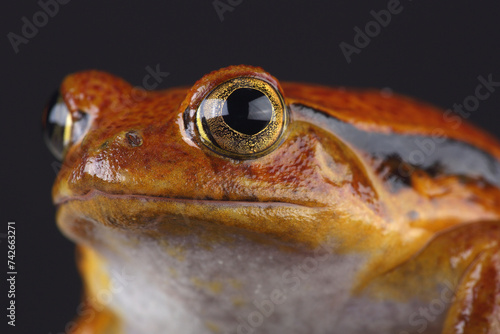 Φωτογραφία Portrait of a Madagascar Tomato Frog