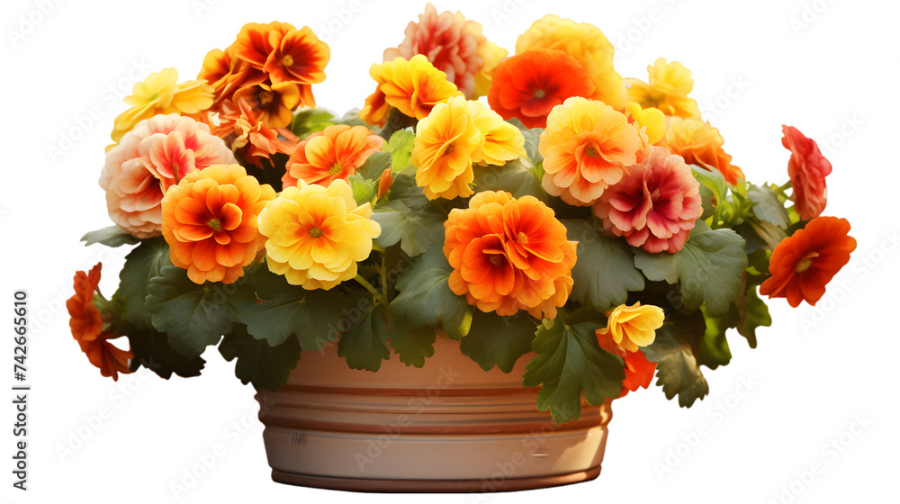 flower pot on transparent background, png file