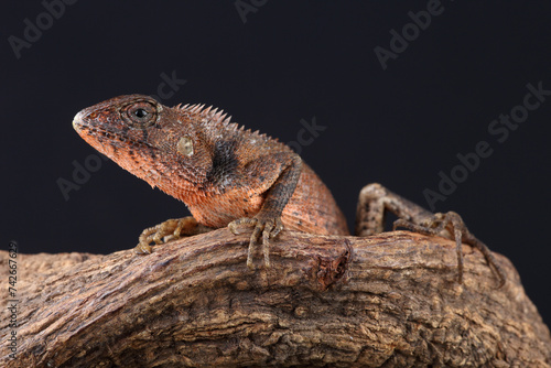 Portrait of an Oriental Garden Lizard on a branch  © RMMPPhotography