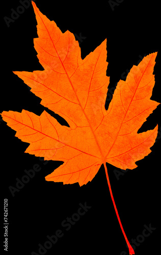 Autumn leaf from tree isolated