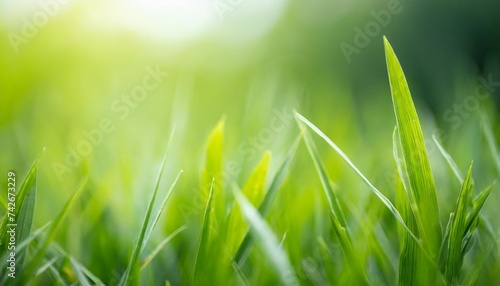 green grass in soft focus background