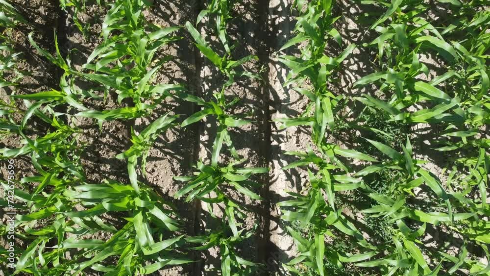 green corn field aerial video. agriculture, farmland, harvest. corn production in the United States green corn field aerial video. agriculture, farmland, harvest. corn production in the United States