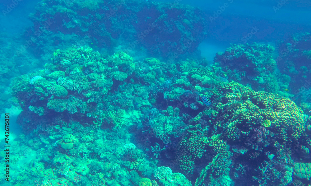 Amazing coral reef and fish Amazing coral reef and fish