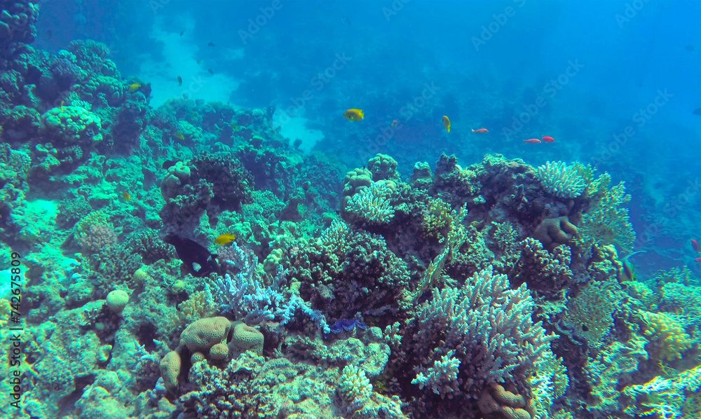 Amazing  coral reef and fish