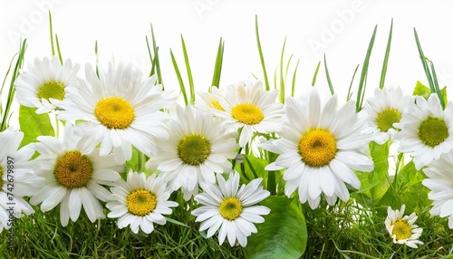 daisy flowers and green grass in a floral line arrangement isolated on white or transparent background