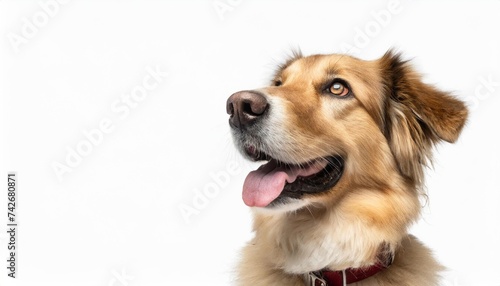 cute german shepherd looking up isolated on white with copy space on the left