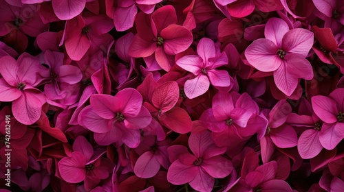 Fototapeta Naklejka Na Ścianę i Meble -  vibrant magenta flowers