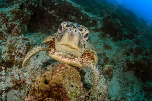 Tortuga marina en las aguas de Maldivas