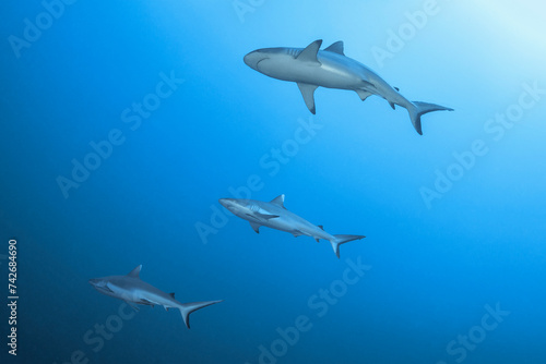 Tiburones grises de arrecife en Maldivas