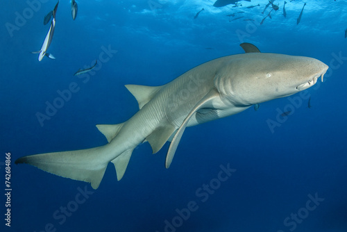 Tiburon nodriza nadando en las aguas de Maldivas