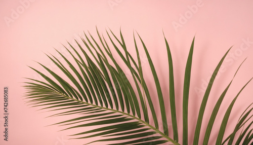 palm leaf on a pink background, hard light, copy space