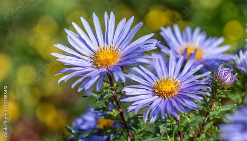 the fall flowering perennial wildflower symphyotrichum laeve or aster laevis smooth aster in bloom with blue flowers in a garden setting photo