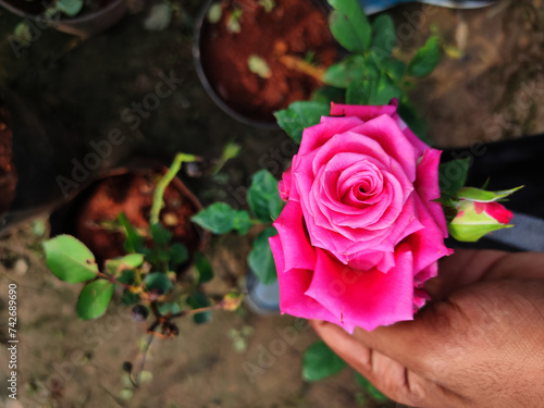 pink rose in the garden