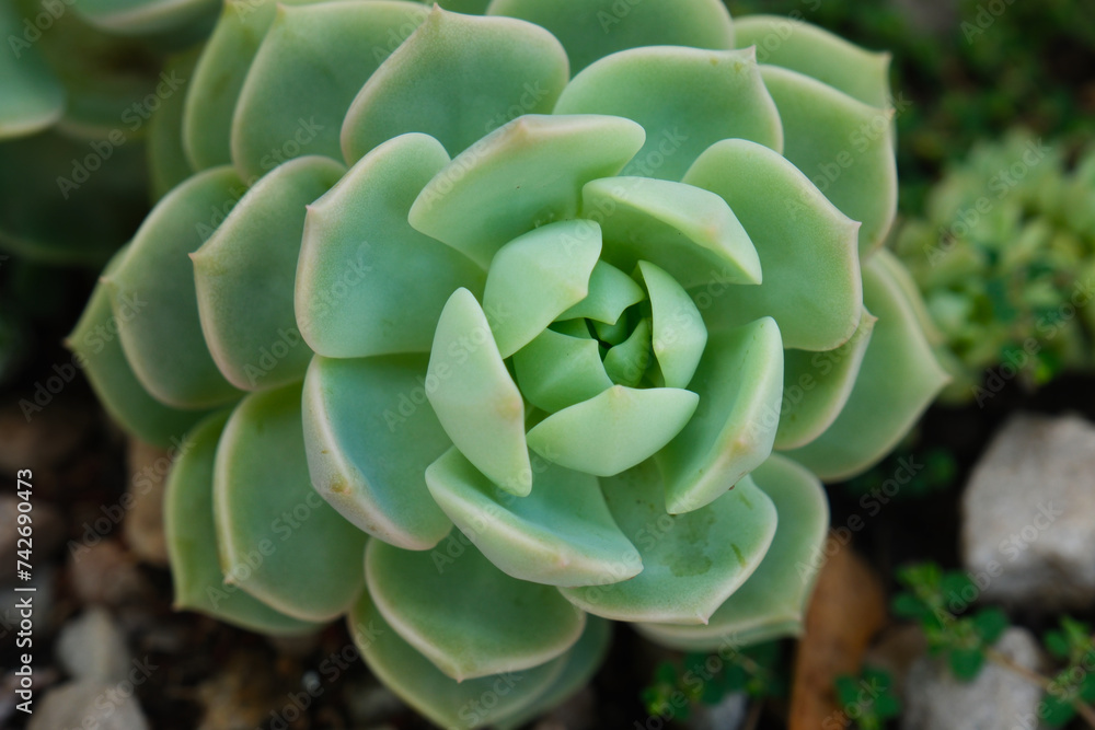 Echeveria, Echeveria is a genus of succulent plants, sunny day, no people, Argentina Echeveria, Echeveria is a genus of succulent plants, sunny day, no people, Argentina