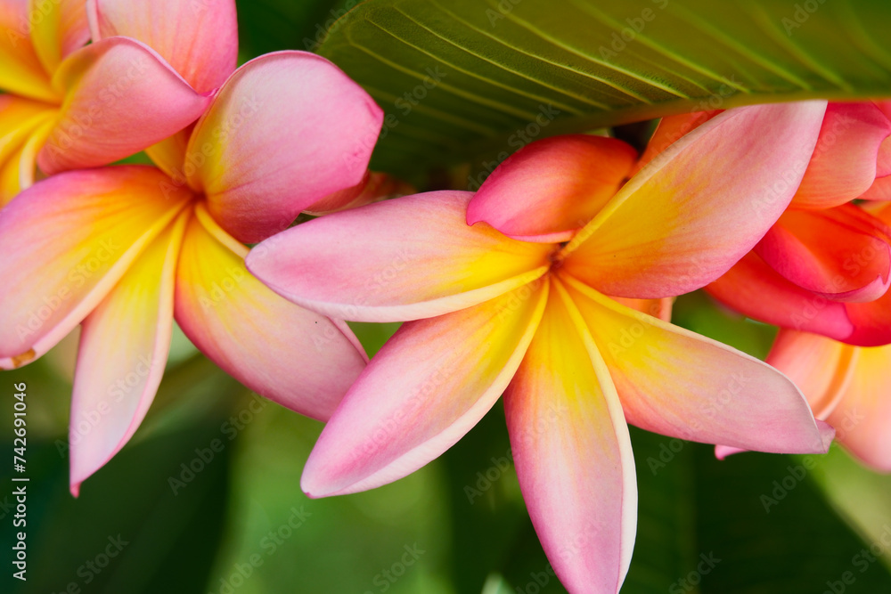 Plumeria, Plumeria flowers are among the most beautiful flowers in the world, tropical and subtropical climate, Argentina Plumeria, Plumeria flowers are among the most beautiful flowers in the world, tropical and subtropical climate, Argentina
