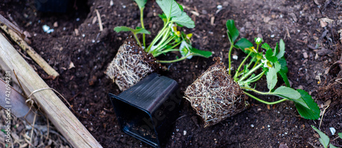 Panorama black plastic nursery pots unpotted strawberry seedlings, strong roots system, leaves, small young green fruits ready transplant, backyard garden raised bed compost, irrigation system photo