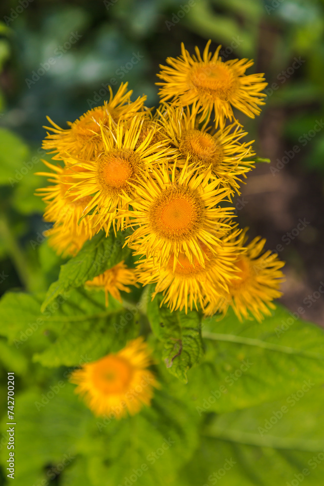 Inula helenium or horse healing or elfdoc many yellow flowers with green. Elecampane Inula helenium or horse healing or elfdoc many yellow flowers with green. Elecampane