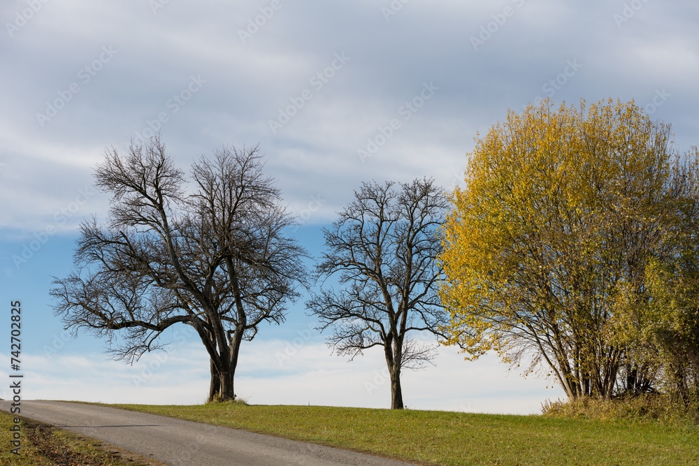 Fototapeta premium Autumm the bright colors in the forest
