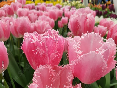 Pink Tulips photo