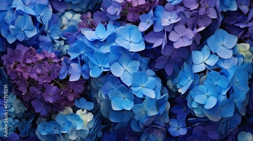 garden blue purple flowers photo